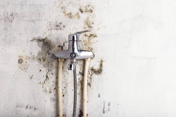 Best Post-Flood Mold Remediation in Petersburg, WV