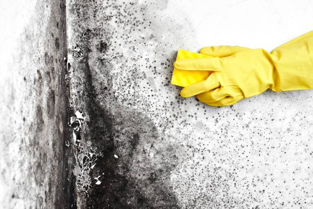 Best Preventive Mold Services in Petersburg, WV