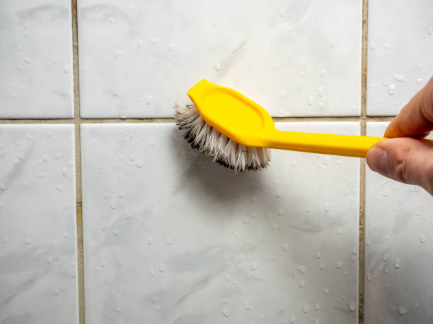 Reliable Petersburg, WV Mold Remediation Solutions