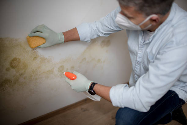 Best Crawl Space Mold Remediation in Petersburg, WV