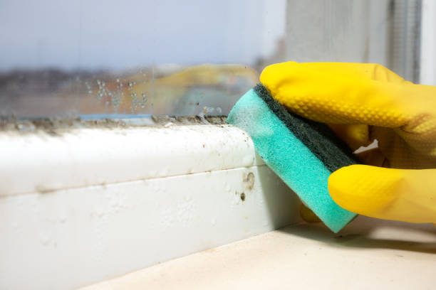 Best Mold Remediation for Specific Building Types in Petersburg, WV