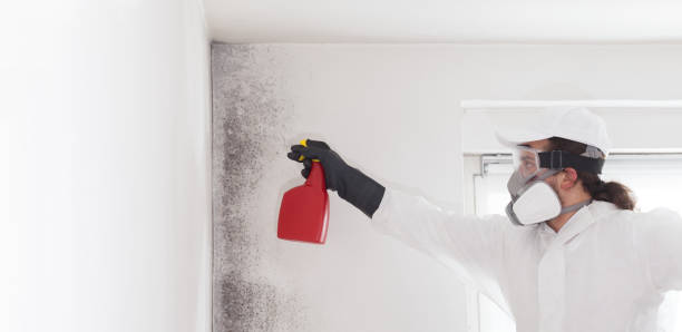 Best Attic Mold Remediation in Petersburg, WV