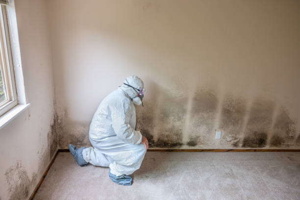 Best Residential Mold Remediation in Petersburg, WV