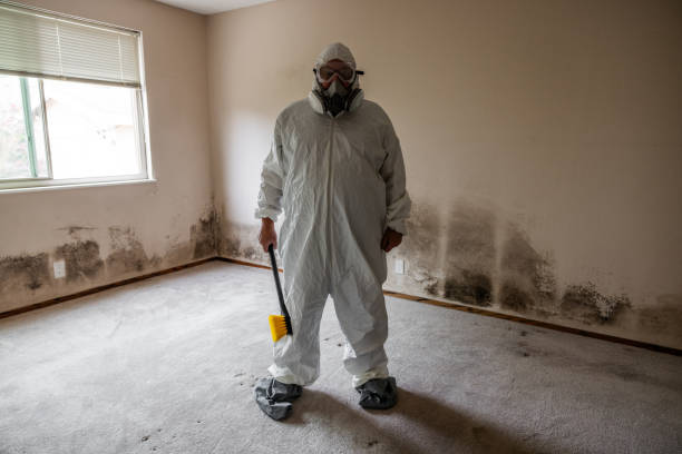 Best Basement Mold Remediation in Petersburg, WV