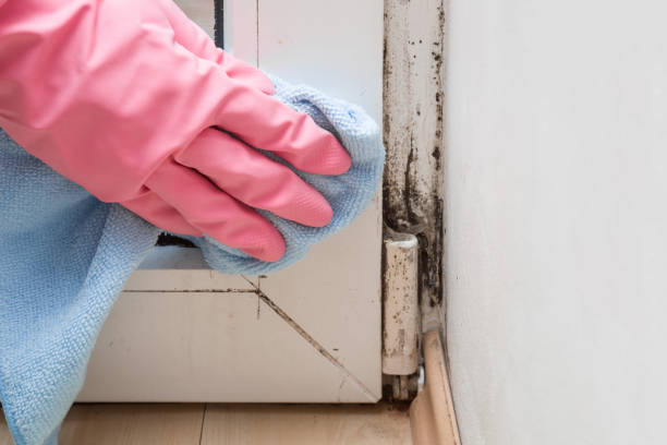 Best White Mold Remediation in Petersburg, WV