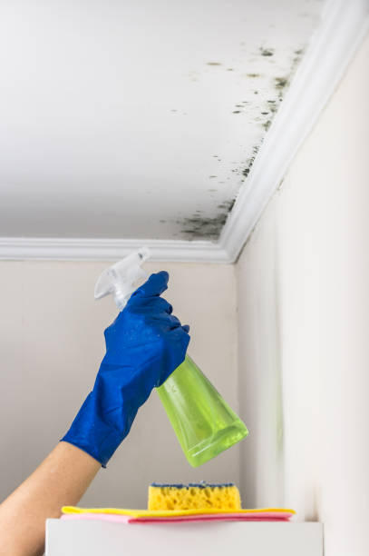 Best Mold Remediation for Schools in Petersburg, WV